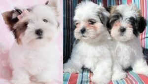 Lhasa Apso cross puppies available for purchase