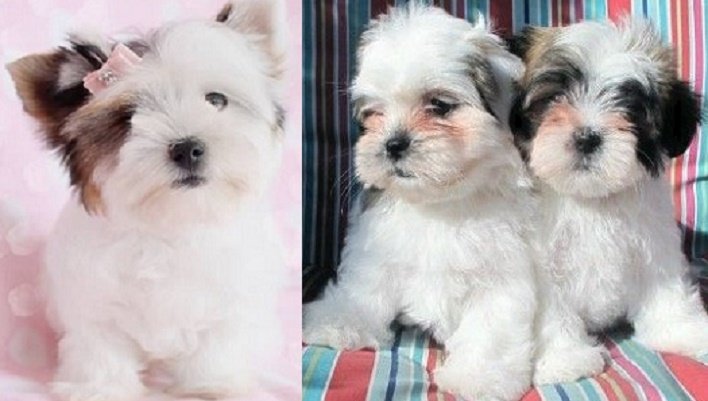 Lhasa Apso cross puppies available for purchase