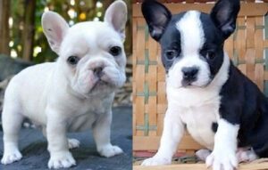 Reputable French bulldog breeders