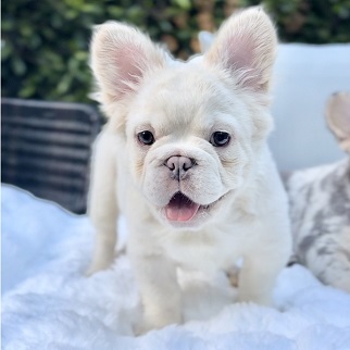 Emmy - Blue Cream Fluffy French Bulldog puppy for sale