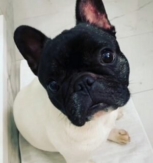 Flash French Bulldog puppy available for purchase Nearby
