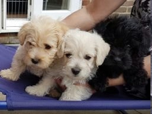 Cairnoodle hybrid breed