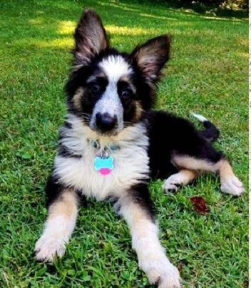 German shepherd puppy
