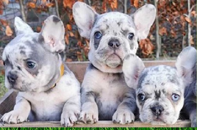 Buy French bulldog puppy