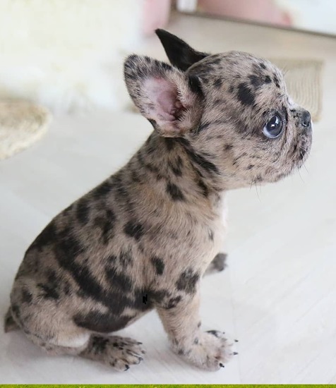 French Bulldog to Sleep all day