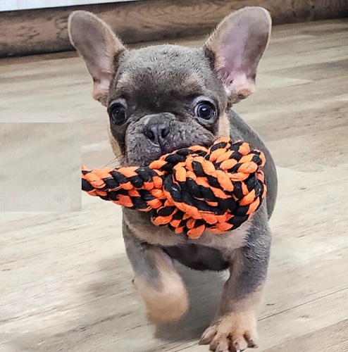 French bulldog swimming