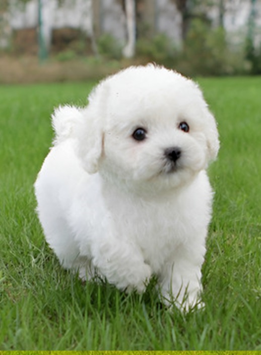 French poodle average lifespan