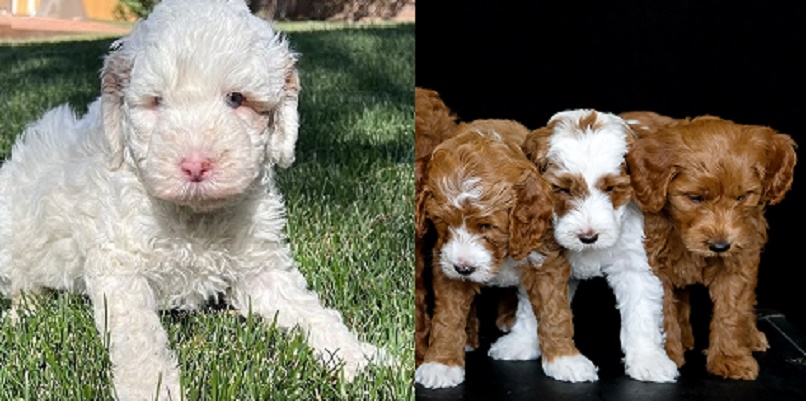 Cockapoo