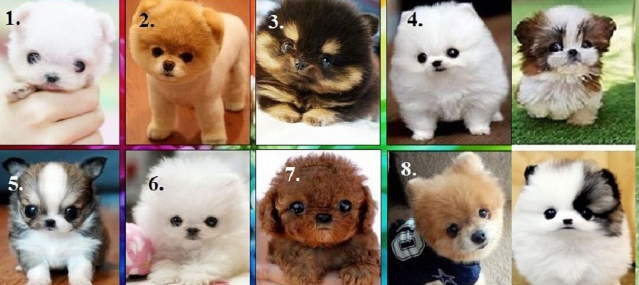 Pomeranian puppies