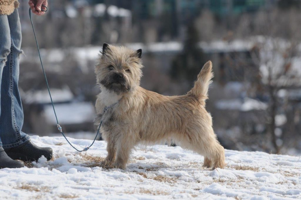 Does Cairn Terrier Shed