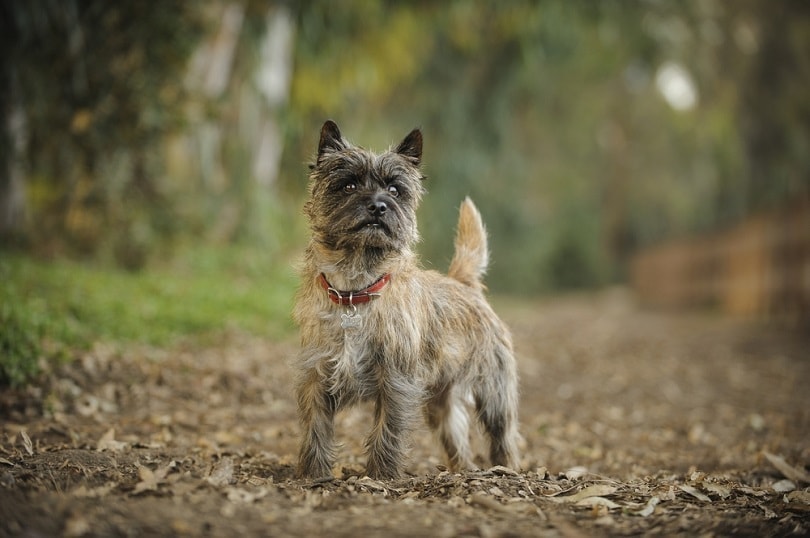 How Much Does a Cairn Terrier Cost