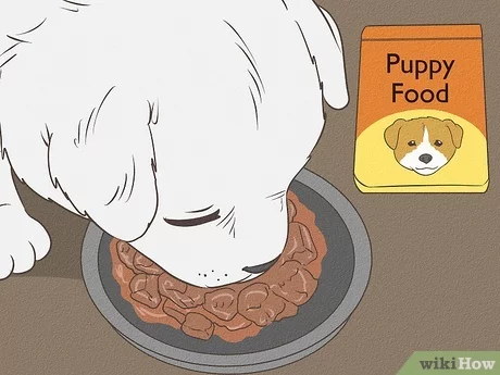 How Much to Feed American Eskimo Puppy