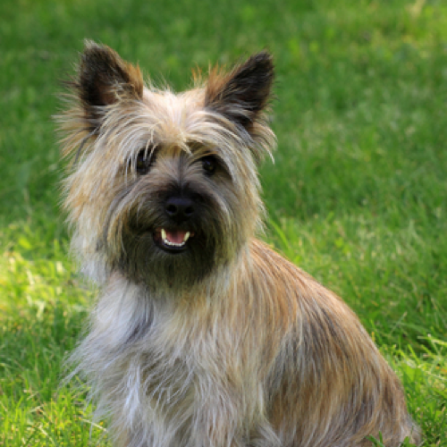 How Often Should You Brush a Cairn Terrier