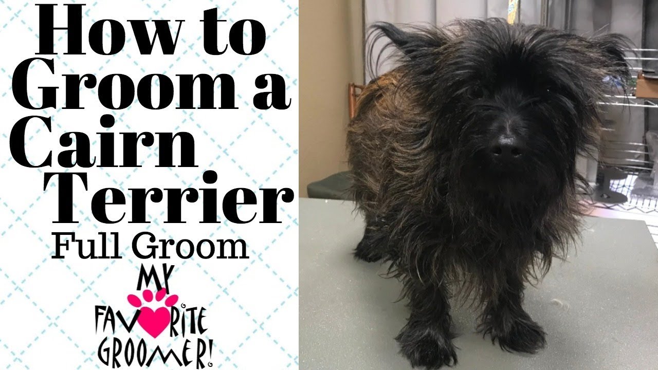 How to Groom a Cairn Terrier