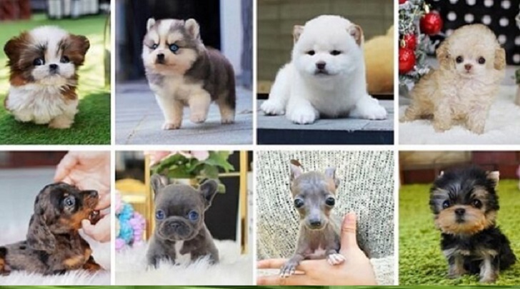 Puppies
