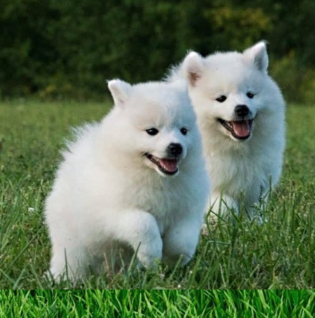American Eskimo Puppy Feeding