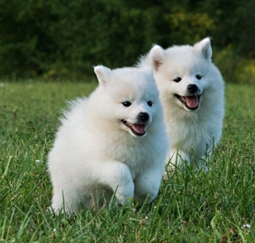 American Eskimo Puppy in Warm Climates