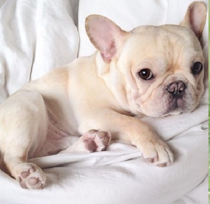 Fawn French bulldog puppy for sale