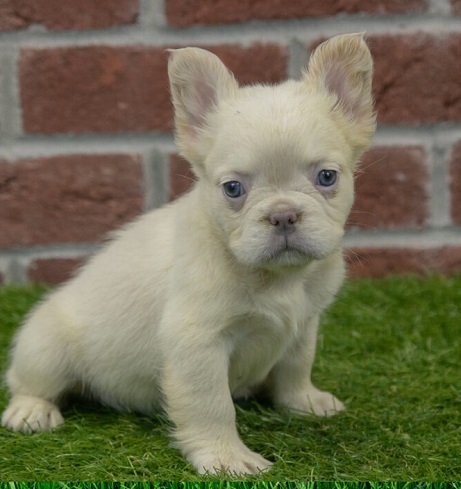 Fluffy French Bulldog Hand Stripping