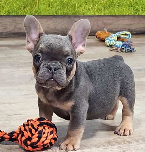 French Bulldog Female Size