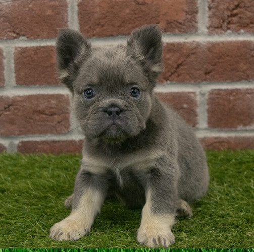 French Bulldog Lifespan Female