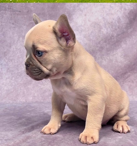 French Bulldog Puppy Cost Price