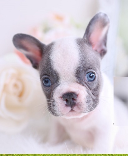 French Bulldog Puppy Haircuts