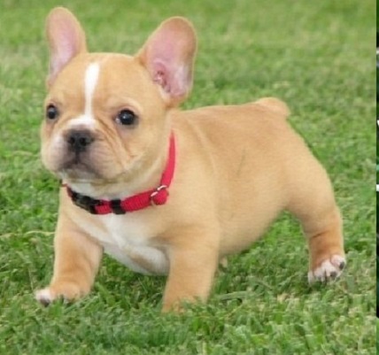 French Bulldog for sale in Arkansas from a reputable website at pottyregisteredpuppies.com