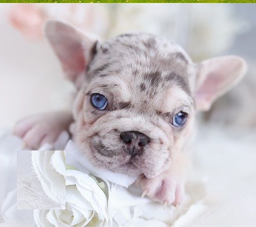 French Bulldog with Cats