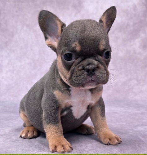 French Bulldogs Aggressive