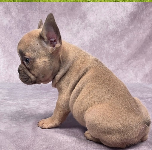 French Bulldogs Hypoallergenic Dogs