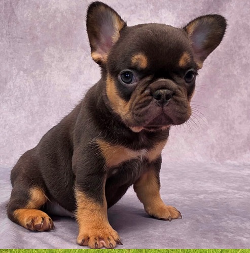 French bulldog grooming