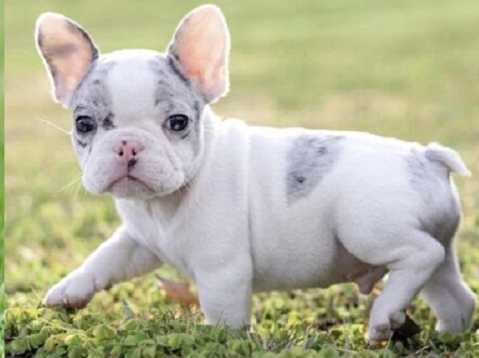 French bulldog puppies