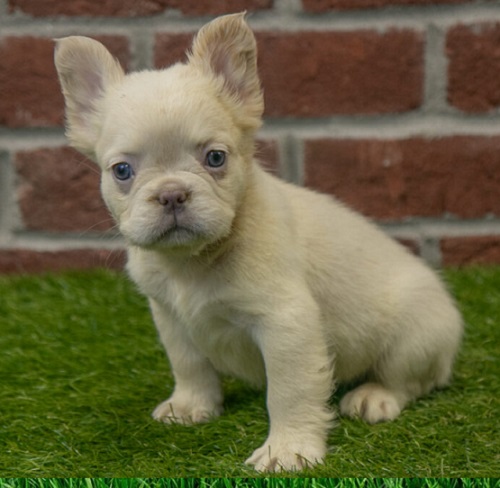 French bulldog shedding level