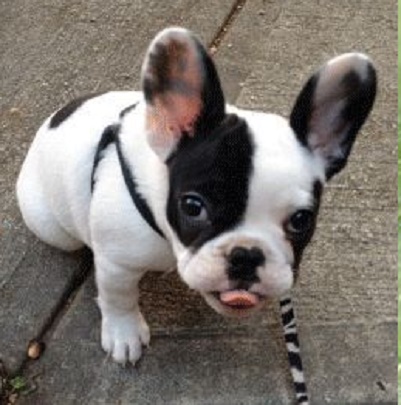 French bulldog tail