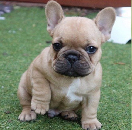 French bulldogs for sale in little rock Arkansas