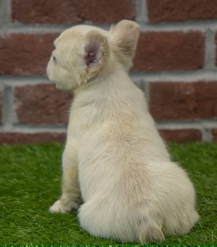 Leash Train a French bulldog Puppy