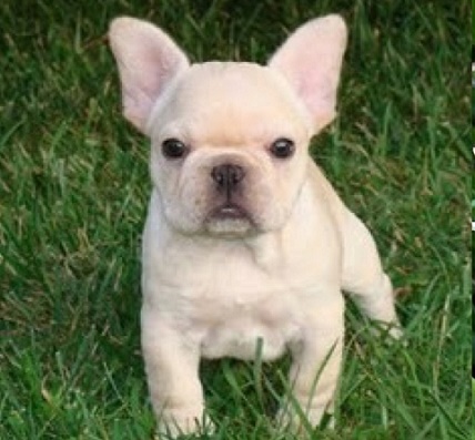 Miniature French Bulldog (Frenchie) for sale at pottyregisteredpuppies.com