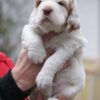 10 Essential Questions to Ask Clumber Spaniel Breeder Before Buying a Puppy