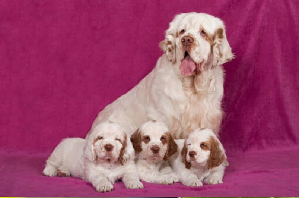 10 Reasons a Clumber Spaniel Puppy Is Perfect Companion for a Quiet Home