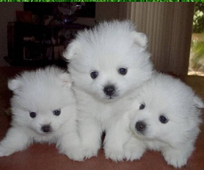 American Eskimo for sale