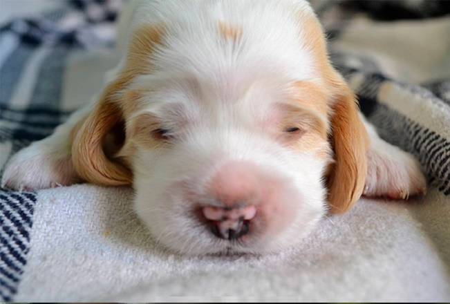 Characteristics of the Clumber Spaniel Breed