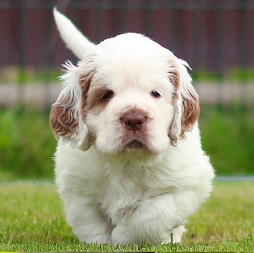 Clumber Spaniel Breed Overview