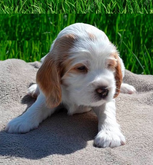 Clumber Spaniel Puppies available