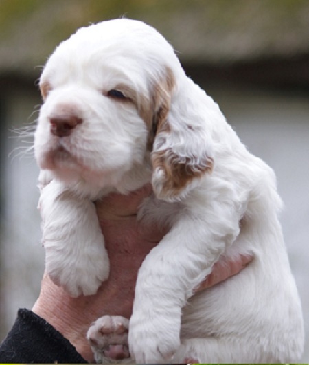 Clumber Spaniel puppy available for sale