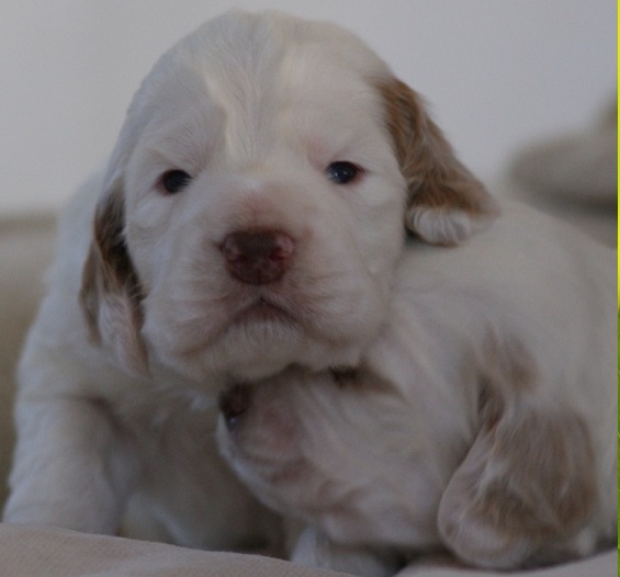 Find Reputable Breeders for Clumber Spaniel puppies for Sale