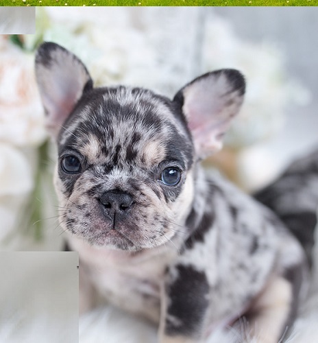 French Bulldog Food Types