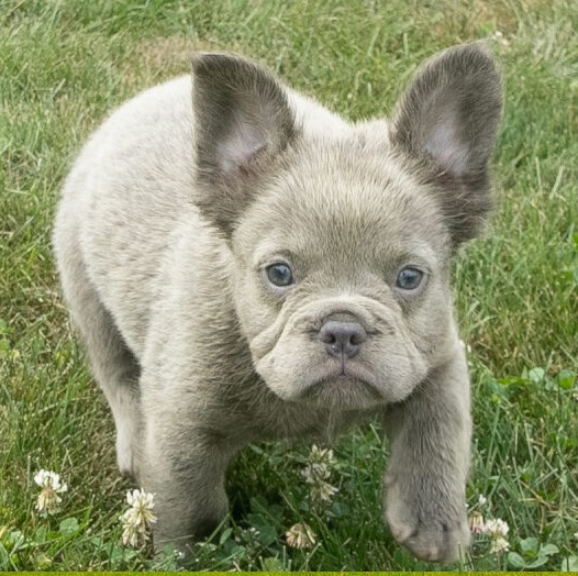 French bulldog puppies barking