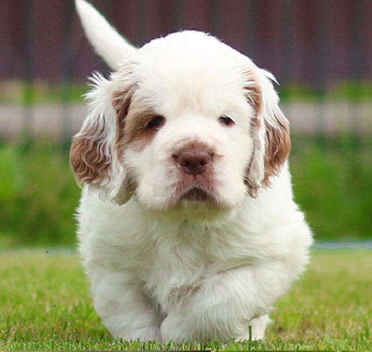 Size of a Female Clumber Spaniel