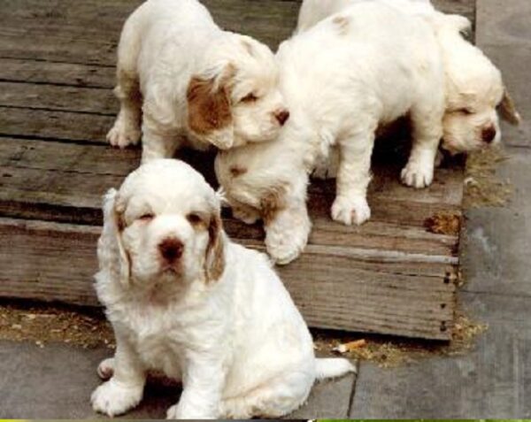 Top 5 Questions for Clumber Spaniel Breeders Before Buying a Puppy
